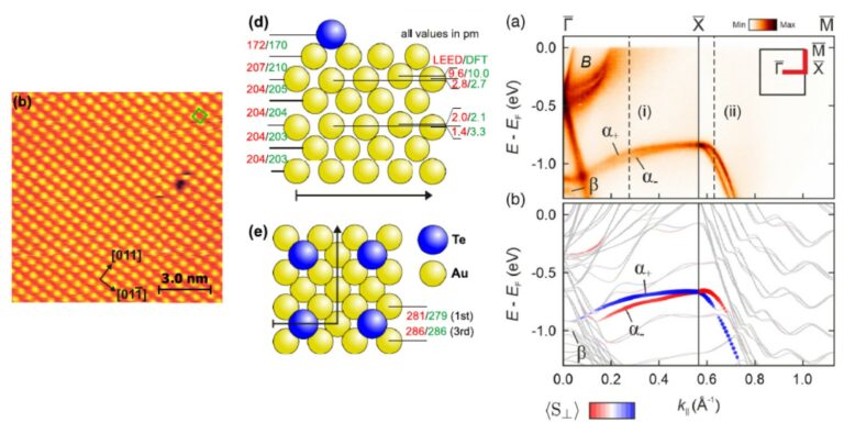 Anisotropic spin and orbital Rashba effect of tellurium atoms on Au(100)